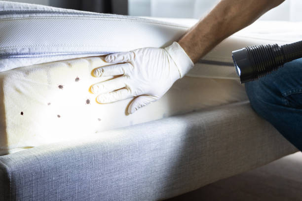 Best Pest Inspection Near Me  in Beach City, TX