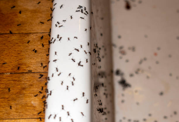 Reliable Beach City, TX Pest Control Solutions